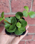 Baby Plant - Peperomia Hope Folia House