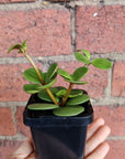 Baby Plant - Peperomia Hope Folia House