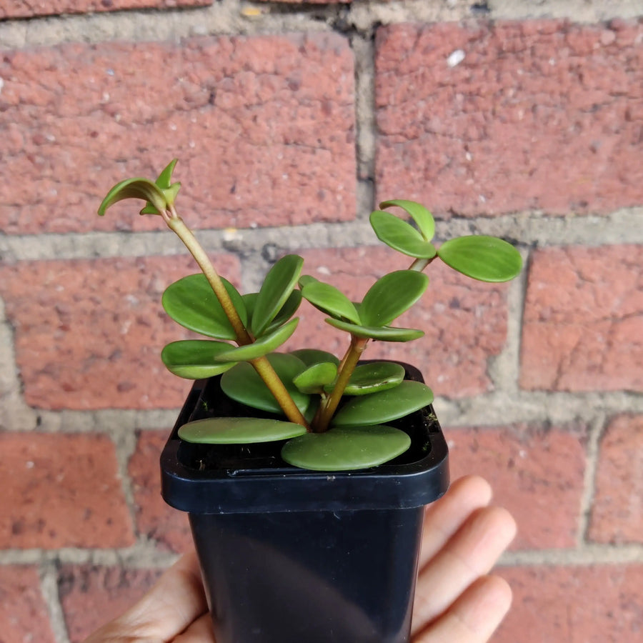 Baby Plant - Peperomia Hope Folia House