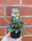 Baby Plant - Peperomia San marino Folia House