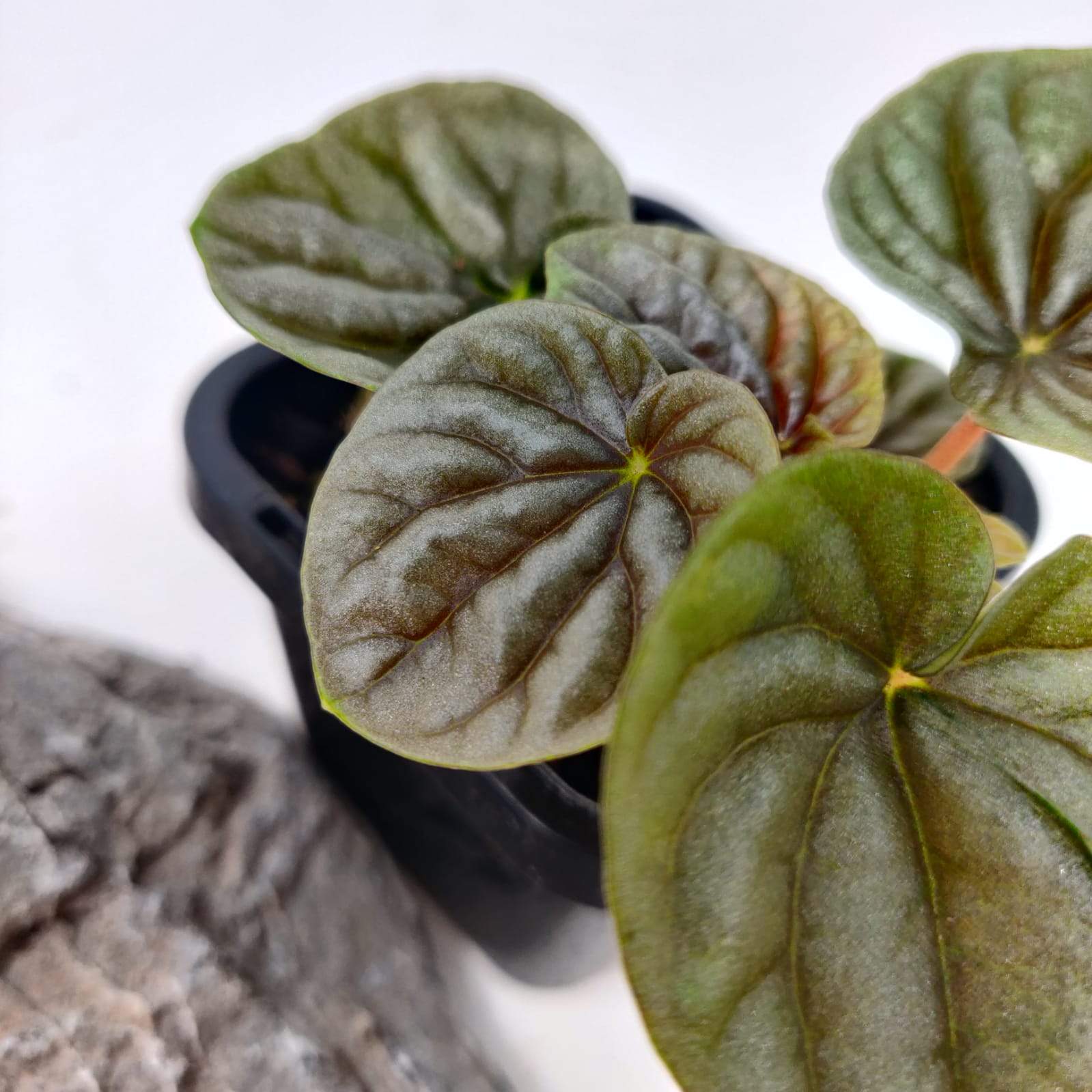 Baby Plant - Peperomia Silver Ripple Folia House