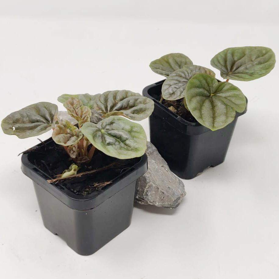 Baby Plant - Peperomia Silver Ripple Folia House