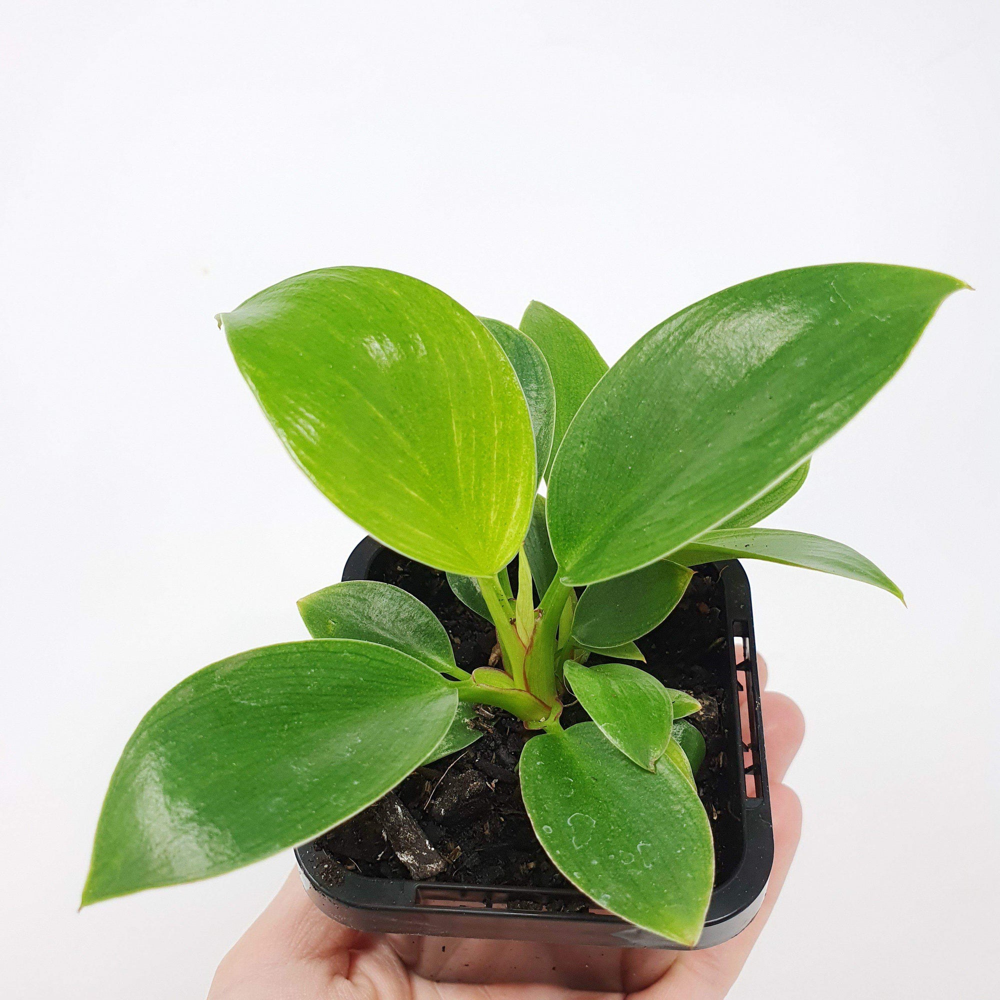 Baby Plant - Philodendron Birkin Folia House