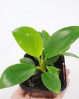 Baby Plant - Philodendron Birkin Folia House