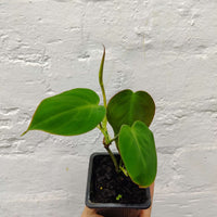Baby Plant - Philodendron Micans - 7.5cm Pot Folia House