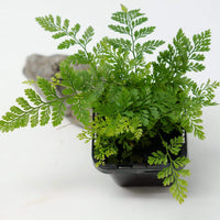 Baby Plant - Rabbit Foot Fern (Davallia Fejeensis) Folia House