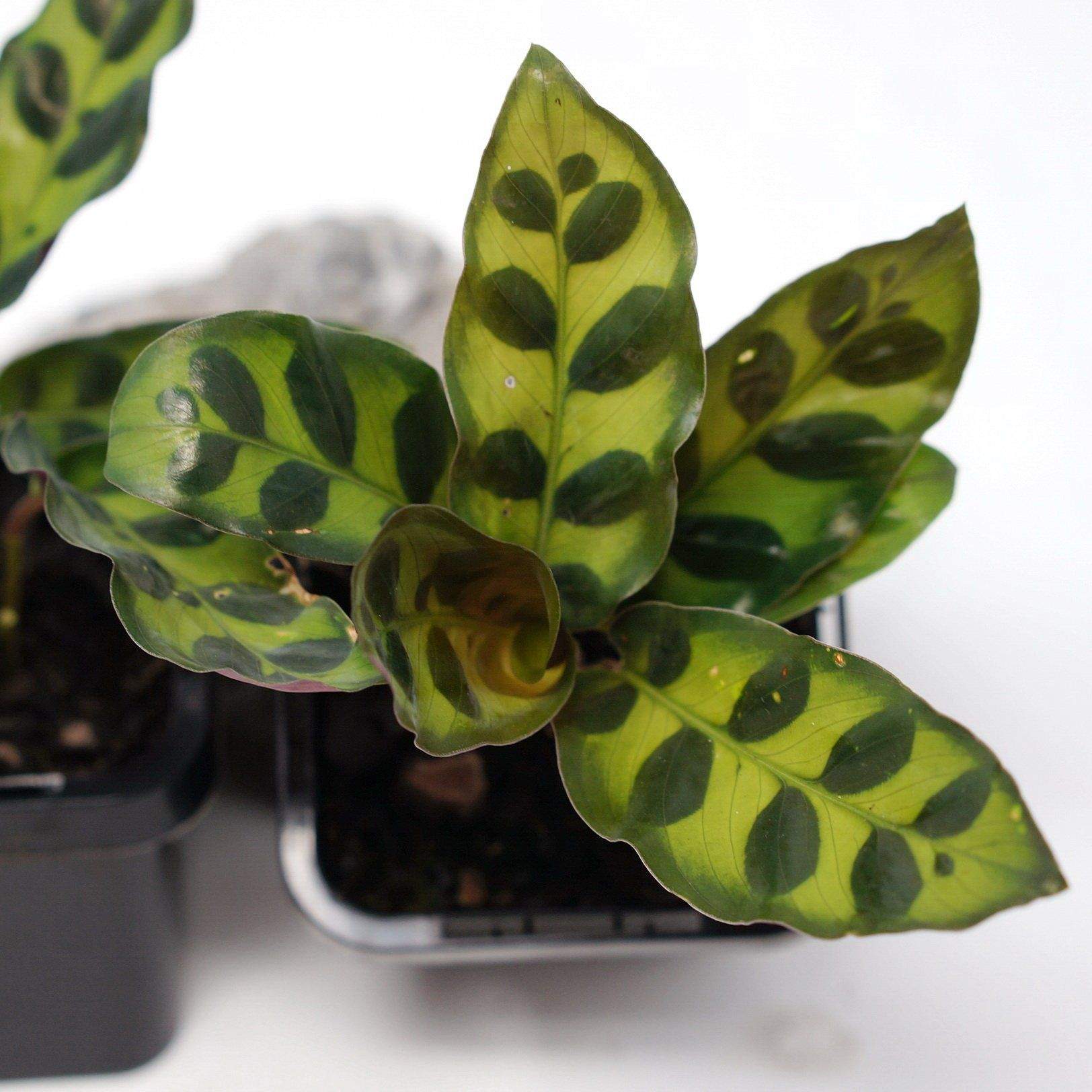 Baby Plant - Rattlesnake Calathea (Lancifolia Insignis) Folia House