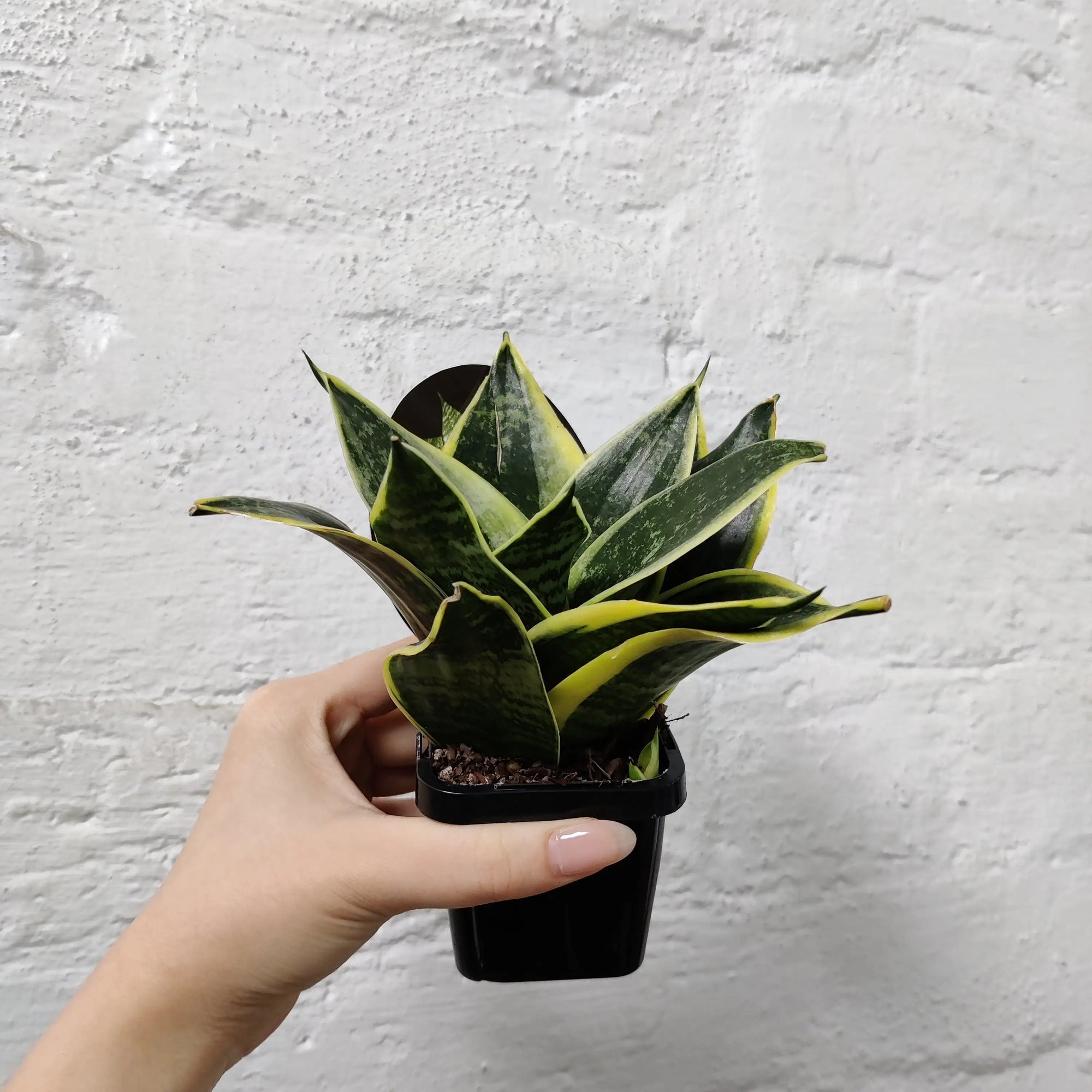 Baby Plant - Sansevieria Hahnii Folia House