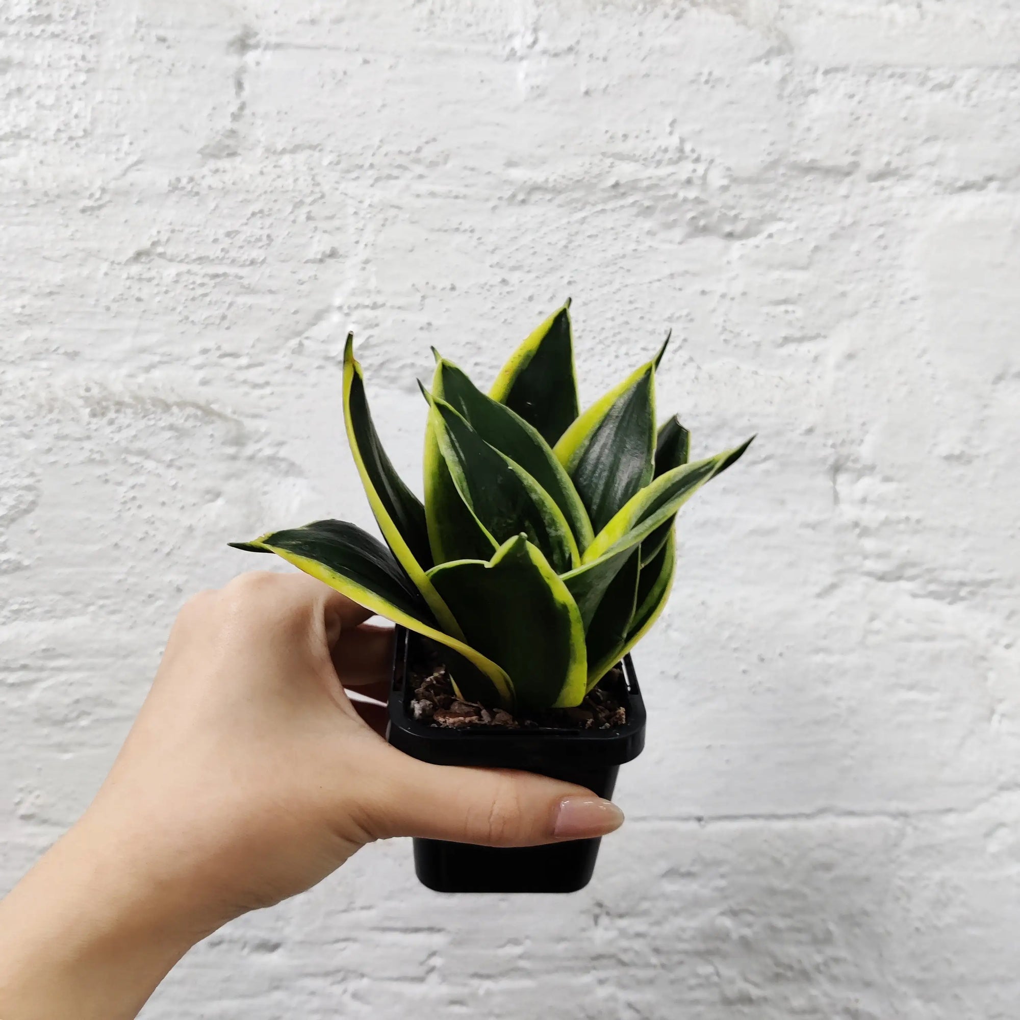 Baby Plant - Sansevieria Lotus Hahnii Folia House