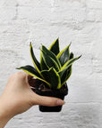 Baby Plant - Sansevieria Lotus Hahnii Folia House