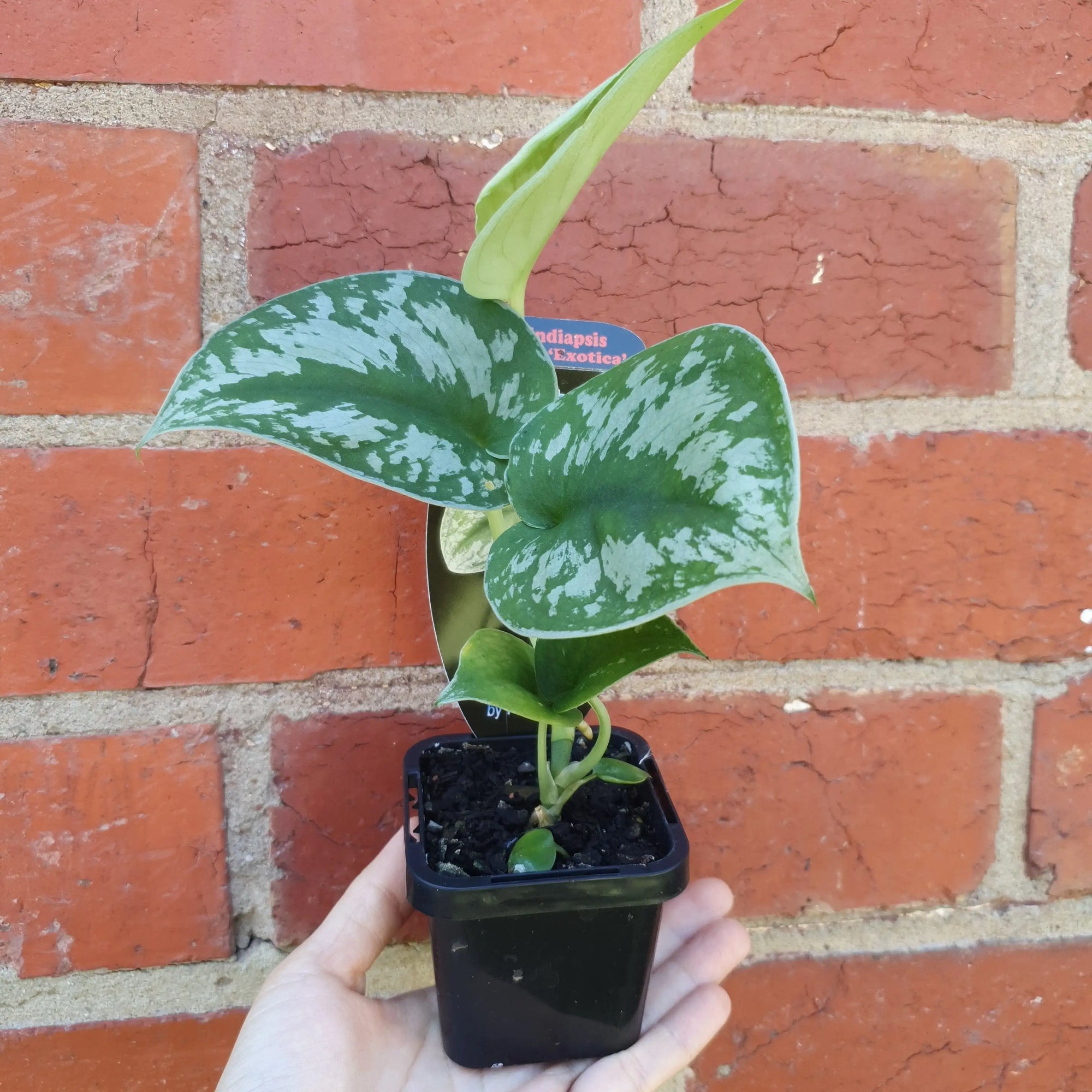 Baby Plant - Satin Pothos Folia House