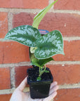 Baby Plant - Satin Pothos Folia House