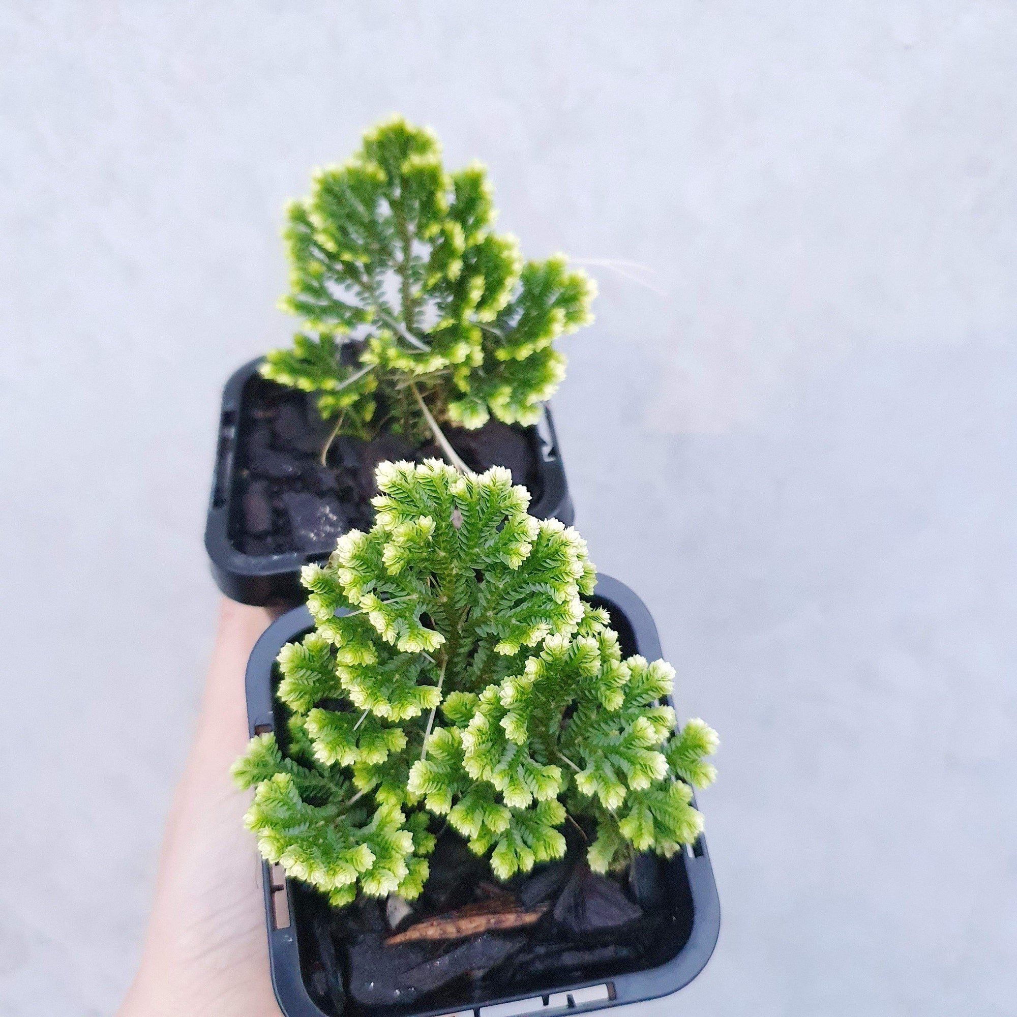 Baby Plant - Selaginella Martensii Folia House