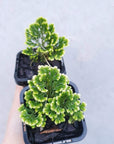 Baby Plant - Selaginella Martensii Folia House