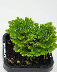 Baby Plant - Selaginella Martensii Folia House