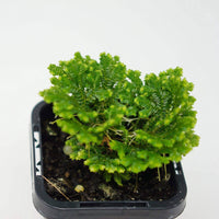 Baby Plant - Selaginella Martensii Folia House