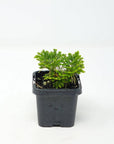 Baby Plant - Selaginella Martensii Folia House