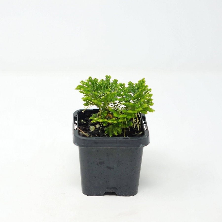 Baby Plant - Selaginella Martensii Folia House