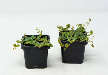Baby Plant - String of Turtles (Peperomia Prostrata) Folia House