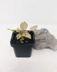 Baby Plant - Syngonium Pink Arrow Folia House