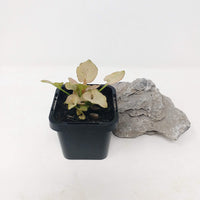 Baby Plant - Syngonium Pink Arrow Folia House