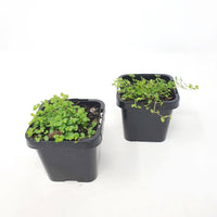 Baby plant - Babies Tears (Soleirolia soleirolii) Folia House