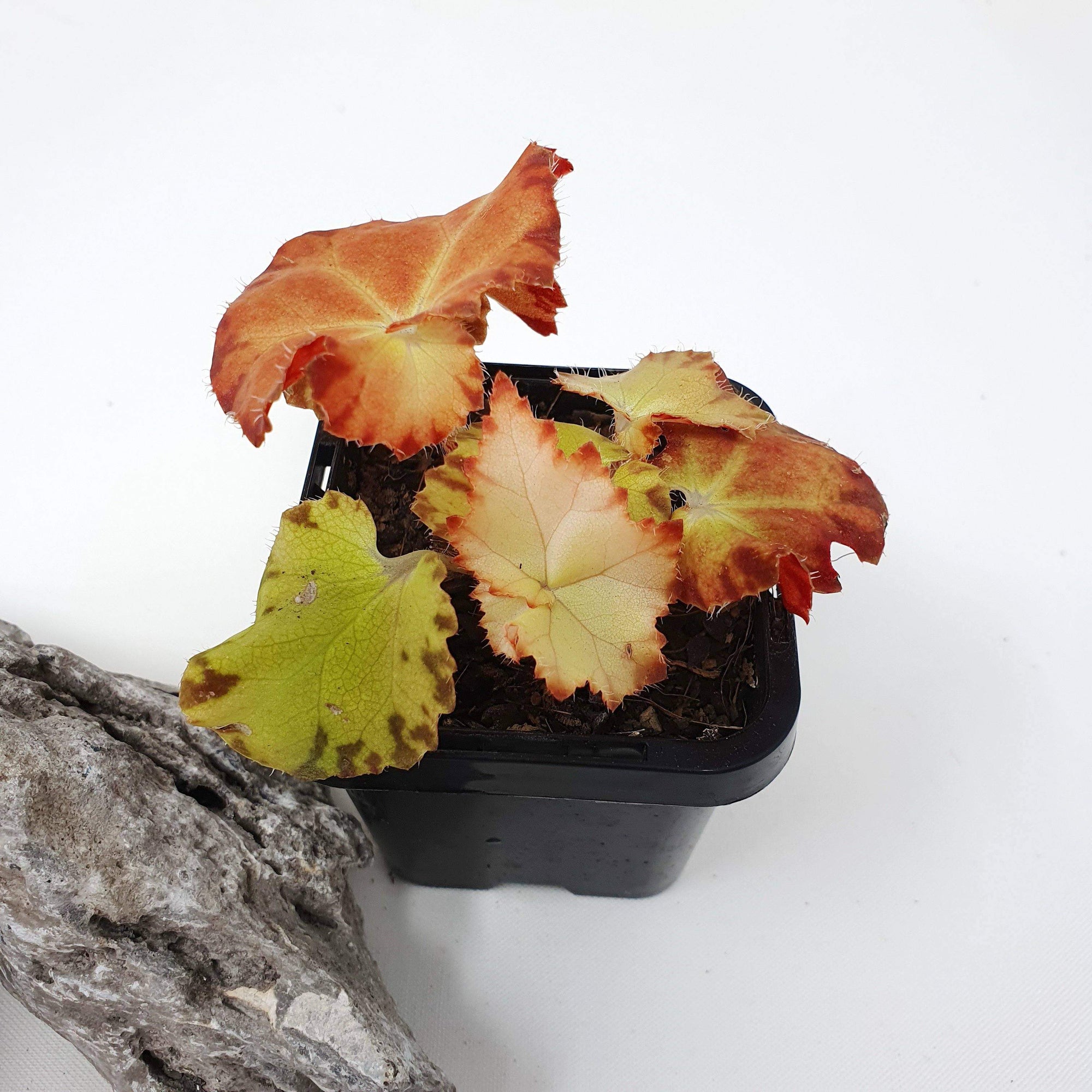 Baby plant - Begonia sunset blaze Folia House