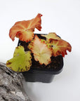 Baby plant - Begonia sunset blaze Folia House