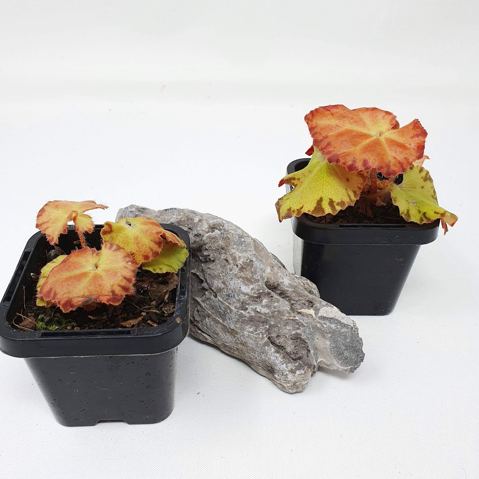 Baby plant - Begonia sunset blaze Folia House