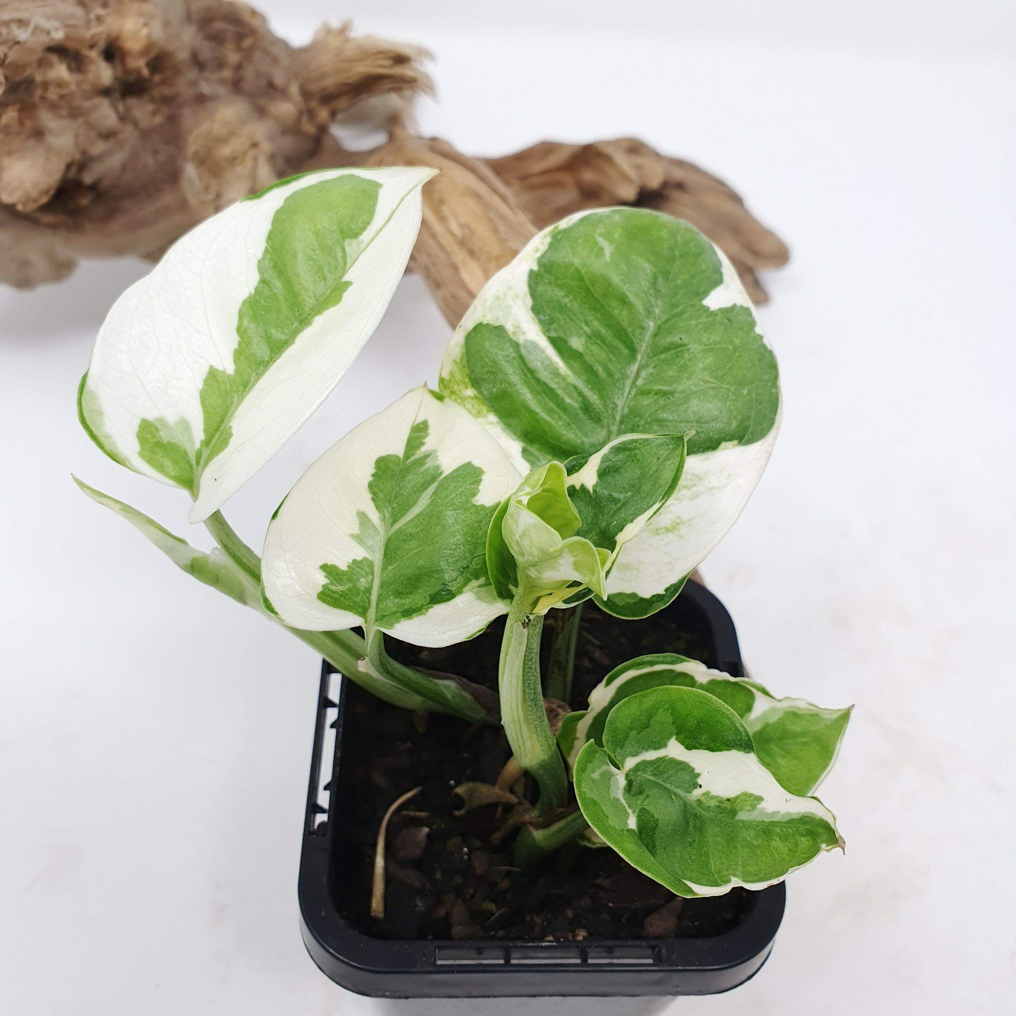 Baby plant - Epipremnum Aureum snow queen Folia House