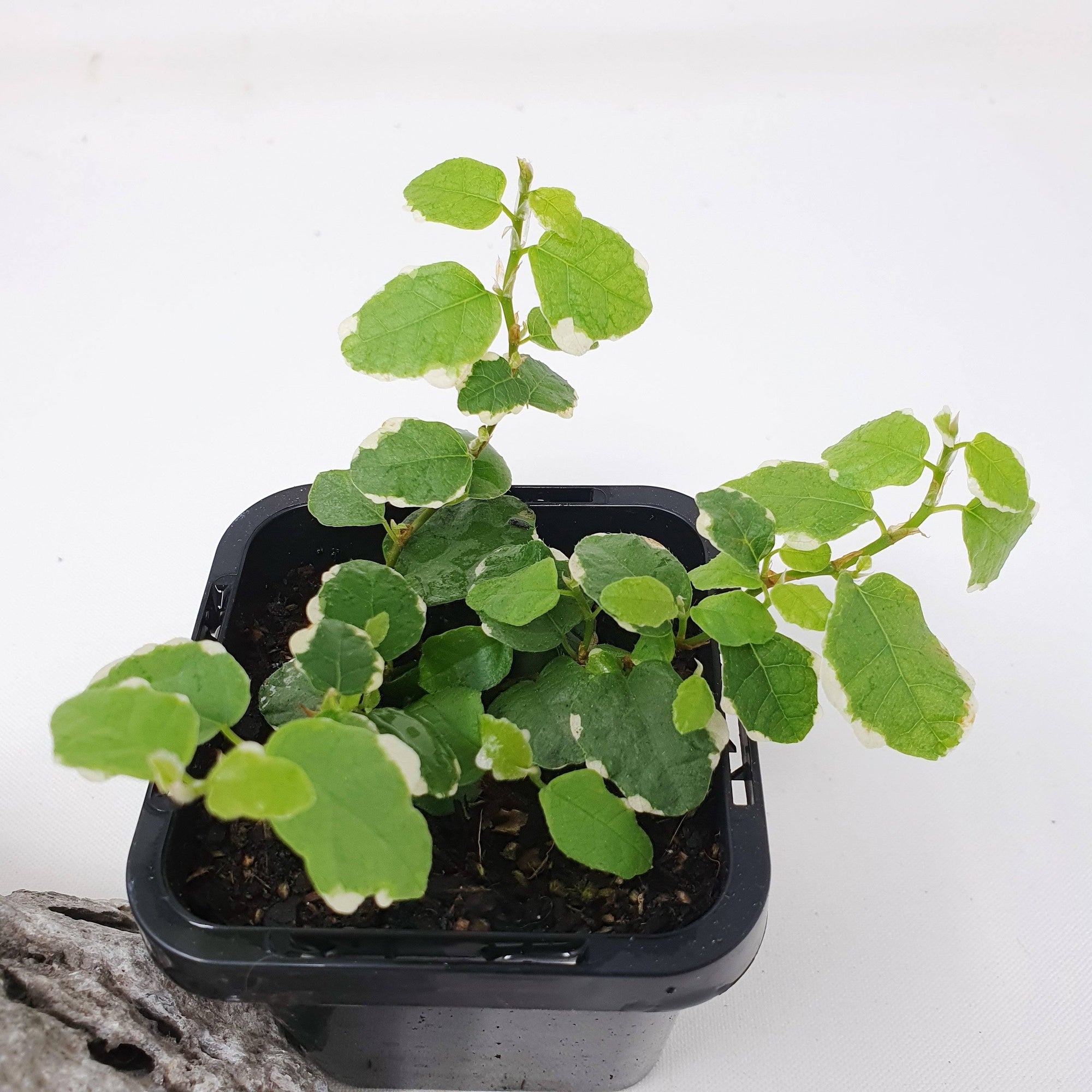 Baby plant - Ficus Pumila variegata (Creeping Fig) Folia House