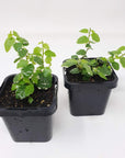 Baby plant - Ficus Pumila variegata (Creeping Fig) Folia House