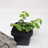 Baby plant - Ficus Pumila variegata (Creeping Fig) Folia House