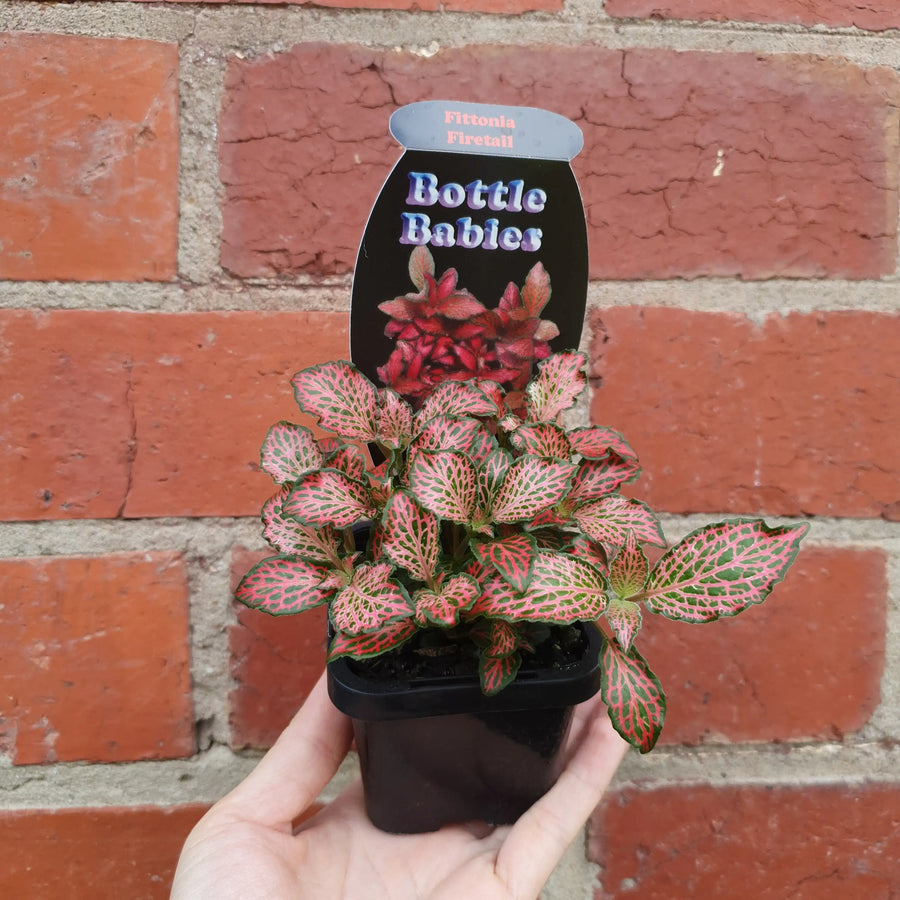 Baby plant - Fittonia Firetail Folia House