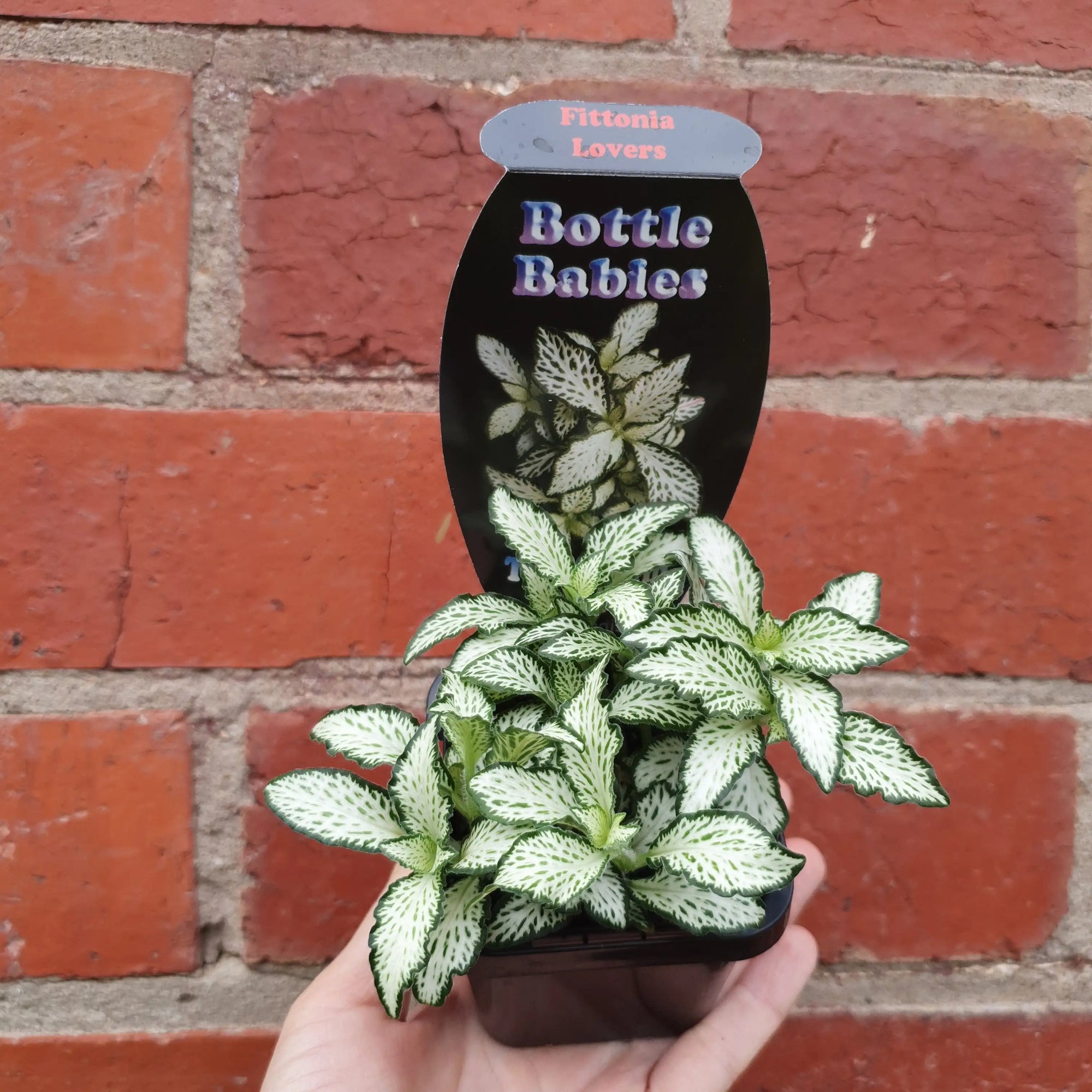 Baby plant - Fittonia Lovers Folia House