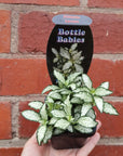 Baby plant - Fittonia Lovers Folia House