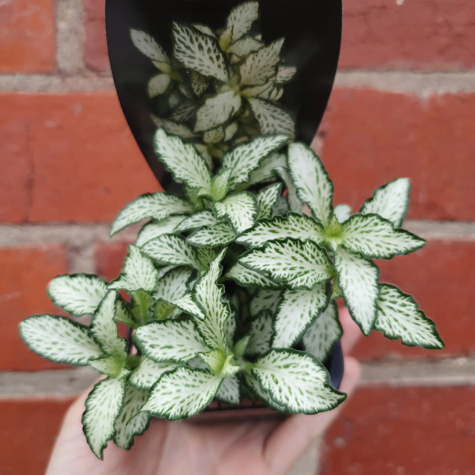 Baby plant - Fittonia Lovers Folia House