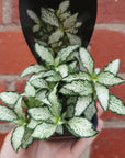 Baby plant - Fittonia Lovers Folia House