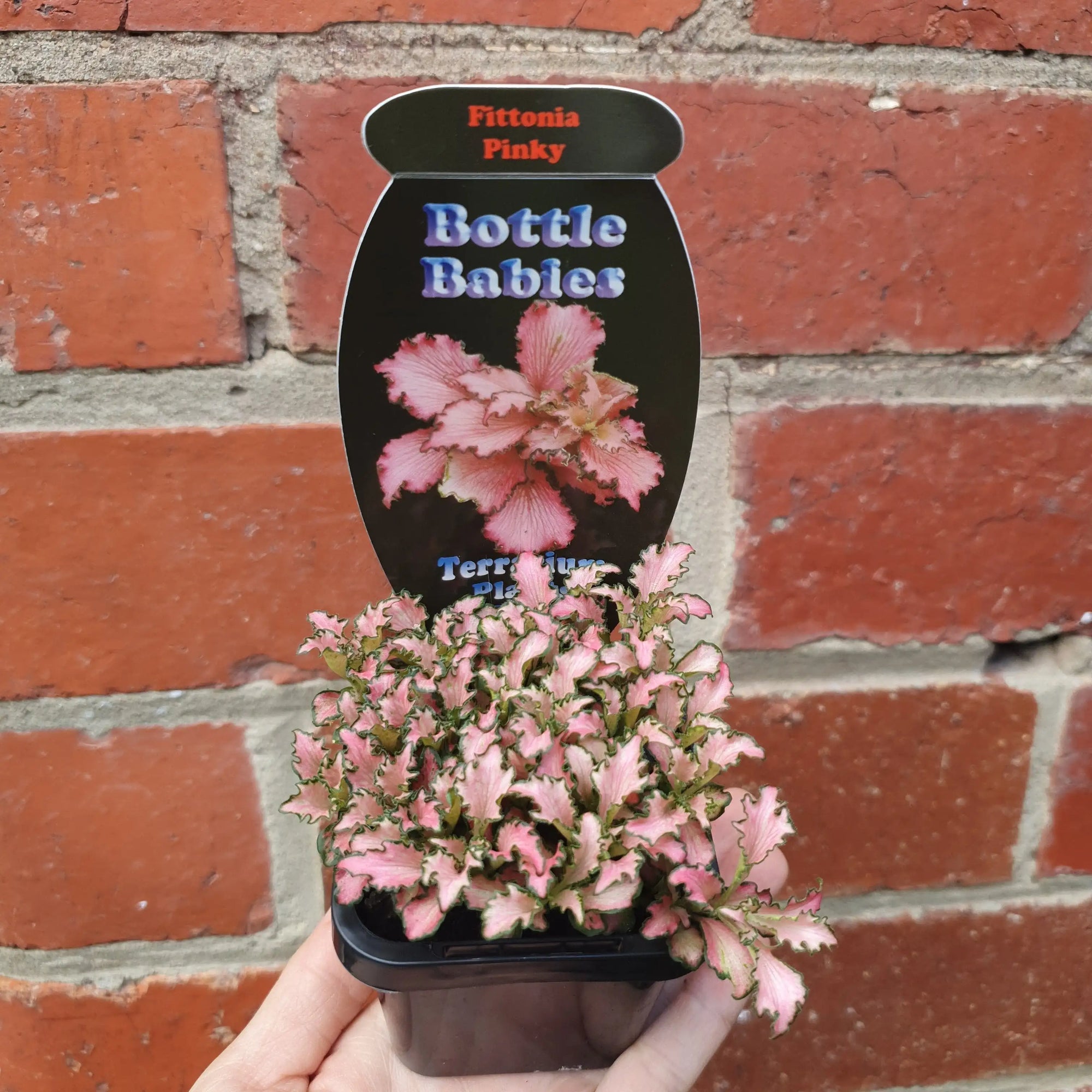 Baby plant - Fittonia Pinky Folia House