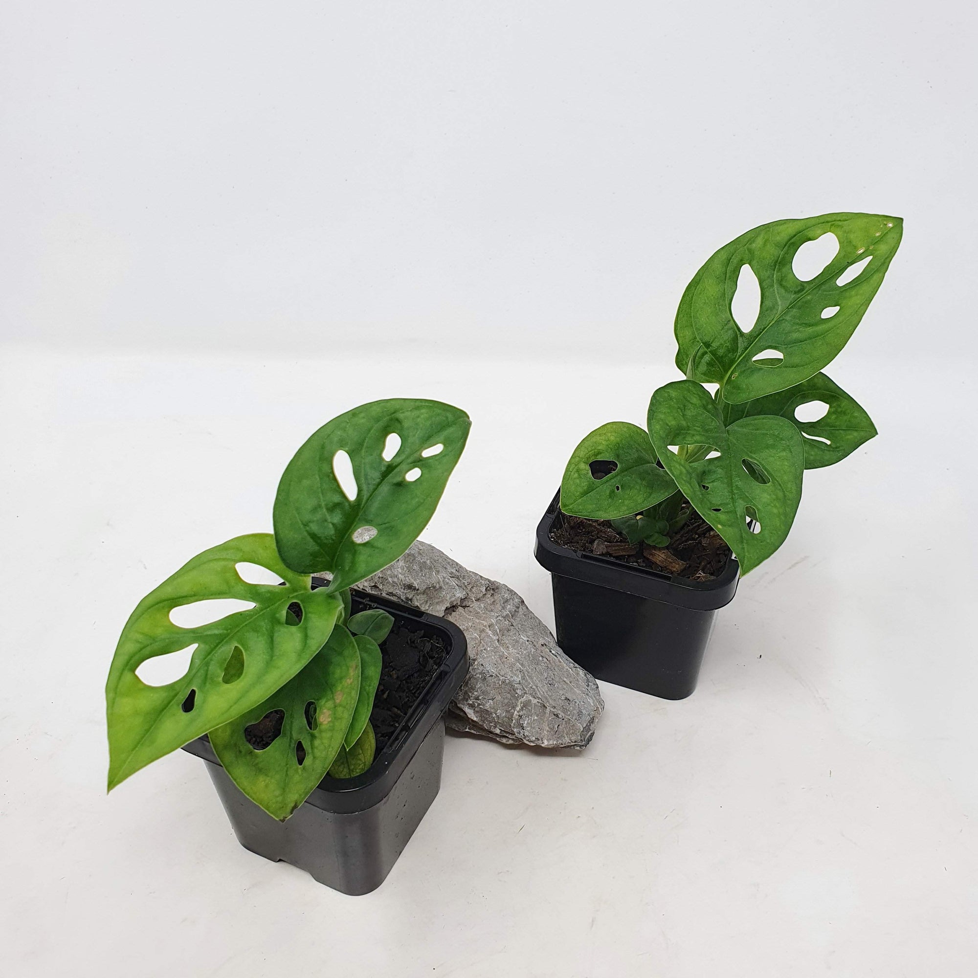 Baby plant - Monstera adansonii (tissue culture) Folia House