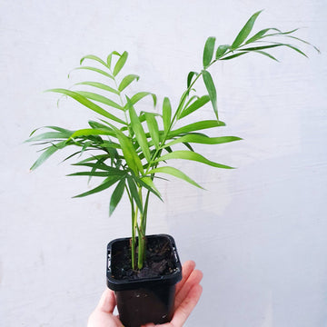Baby plant - Parlour Palm Folia House