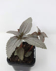 Baby plant - Pilea Spruceana 'Ellen' Folia House