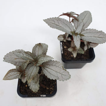 Baby plant - Pilea Spruceana 'Ellen' Folia House