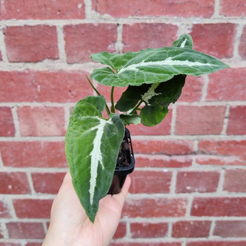 Baby plant - Syngonium Black Velvet Folia House