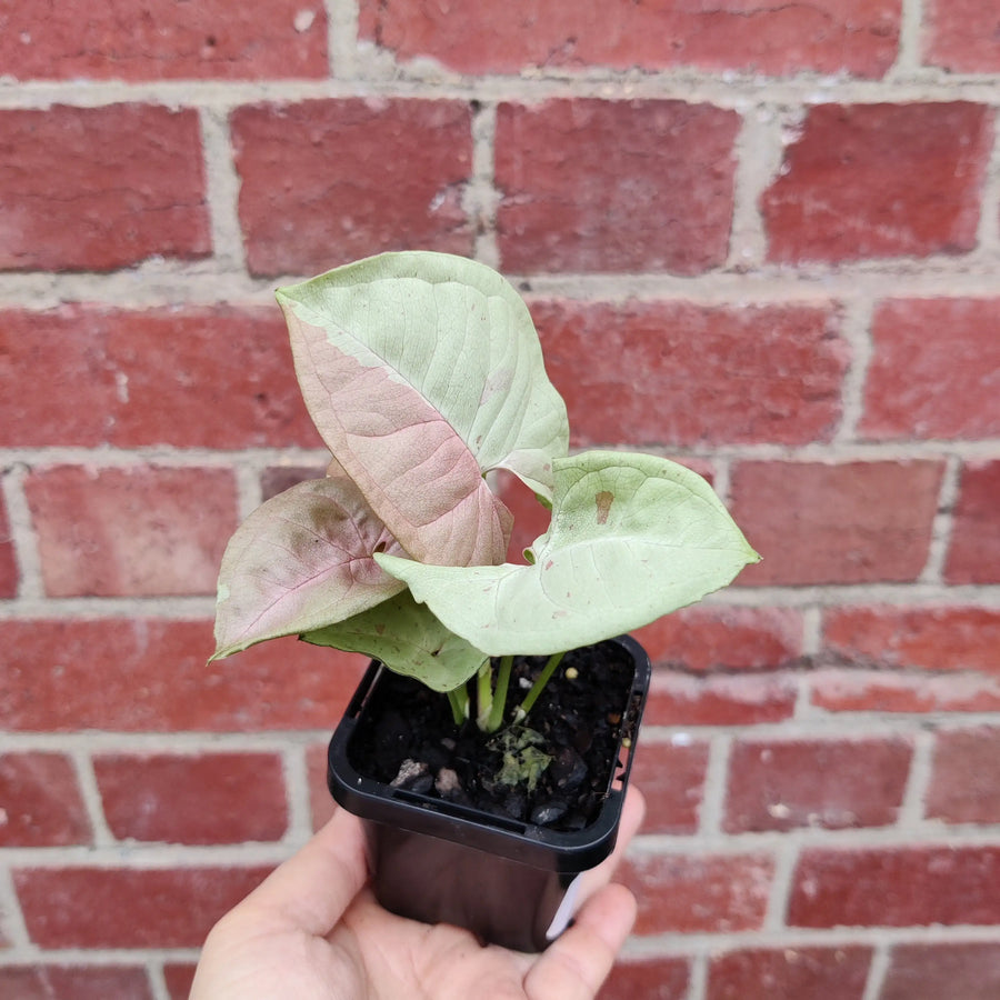 Baby plant - Syngonium Confetti Folia House
