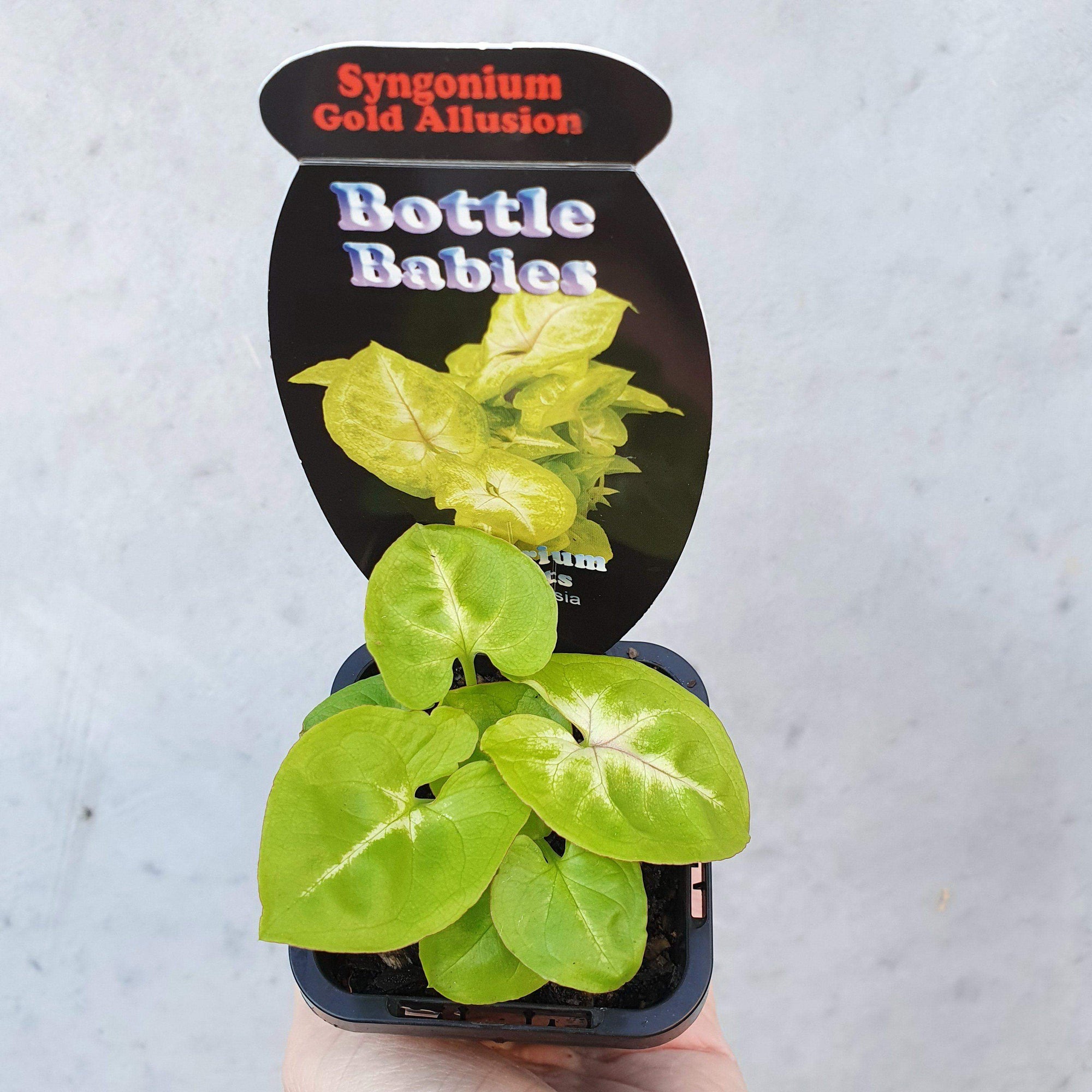 Baby plant - Syngonium Gold Allusion Folia House