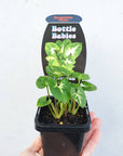 Baby plant - Syngonium Pixie Folia House