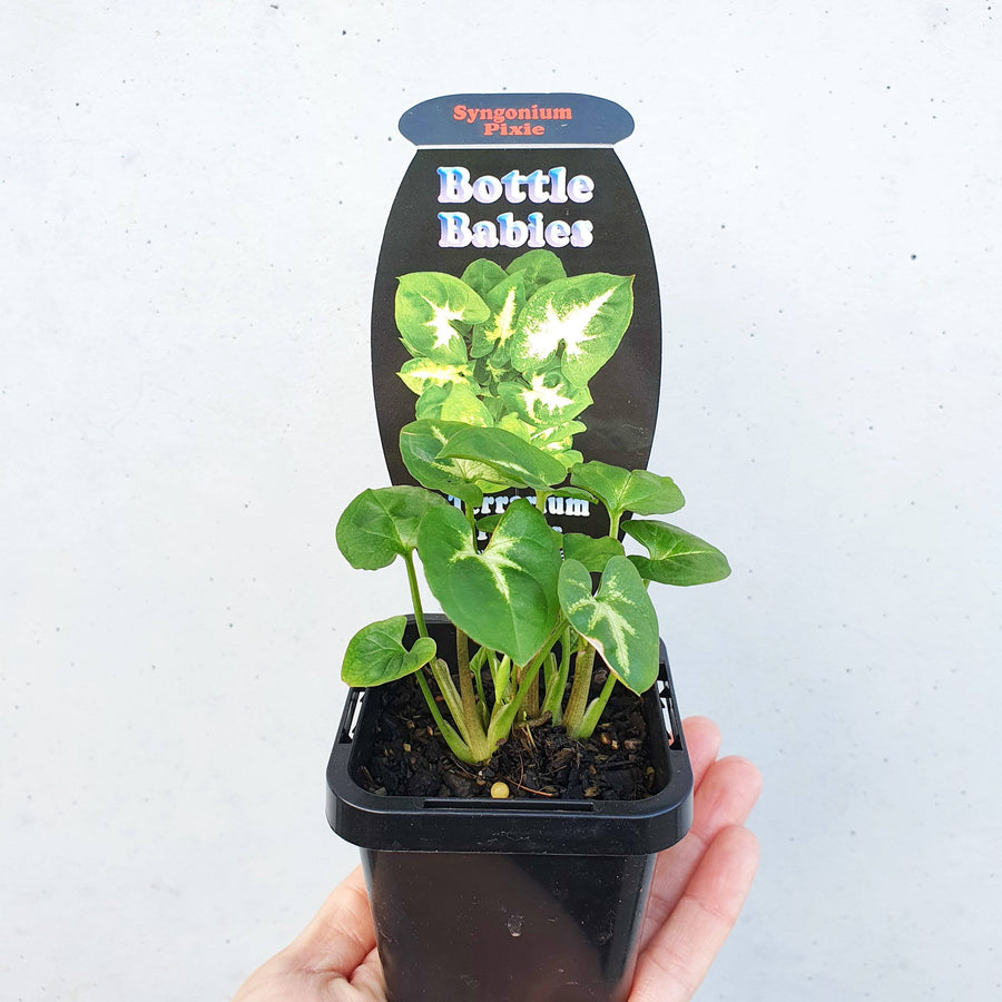Baby plant - Syngonium Pixie Folia House