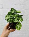 Baby plant - Syngonium Pixie Folia House