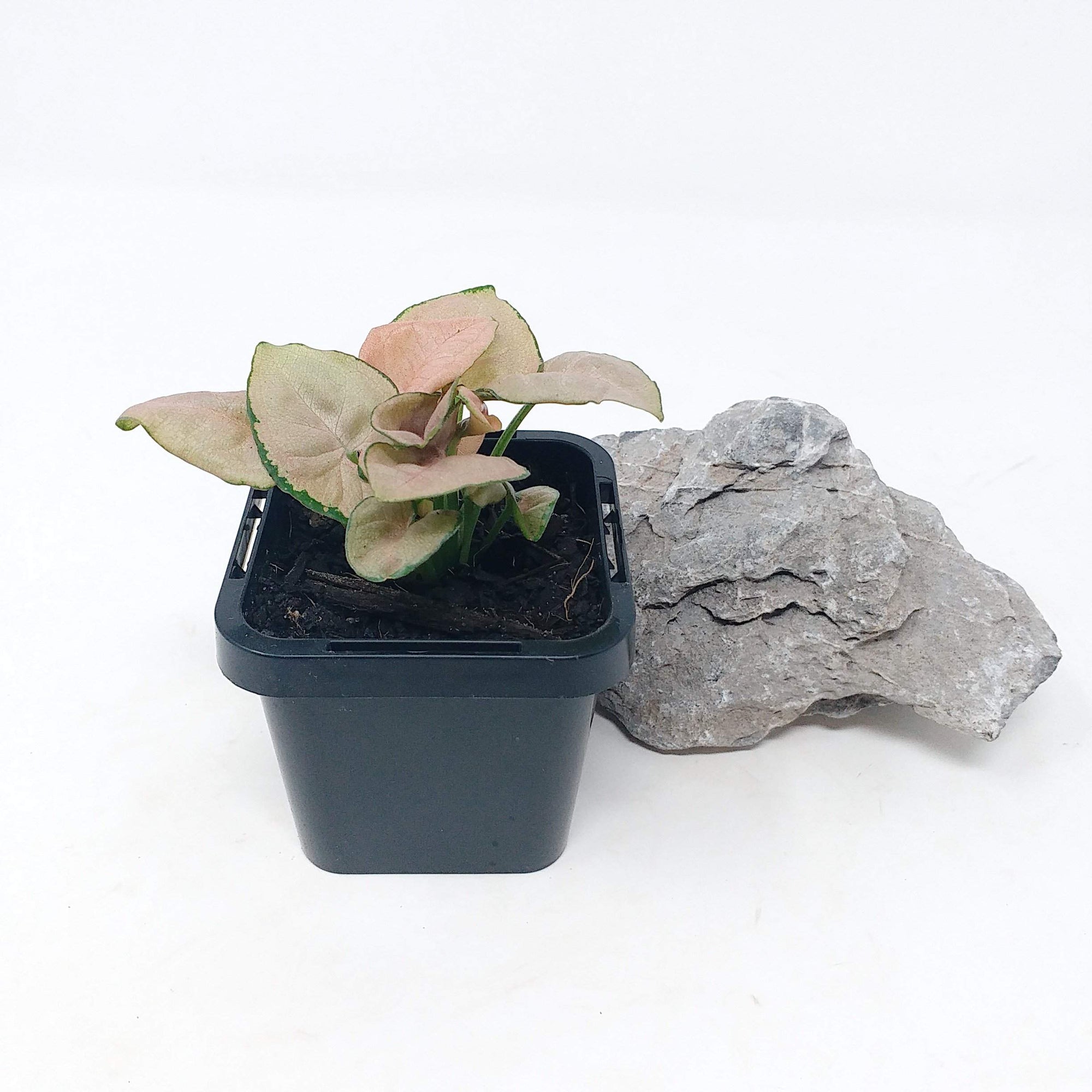 Baby plant - Syngonium Red Heart Folia House